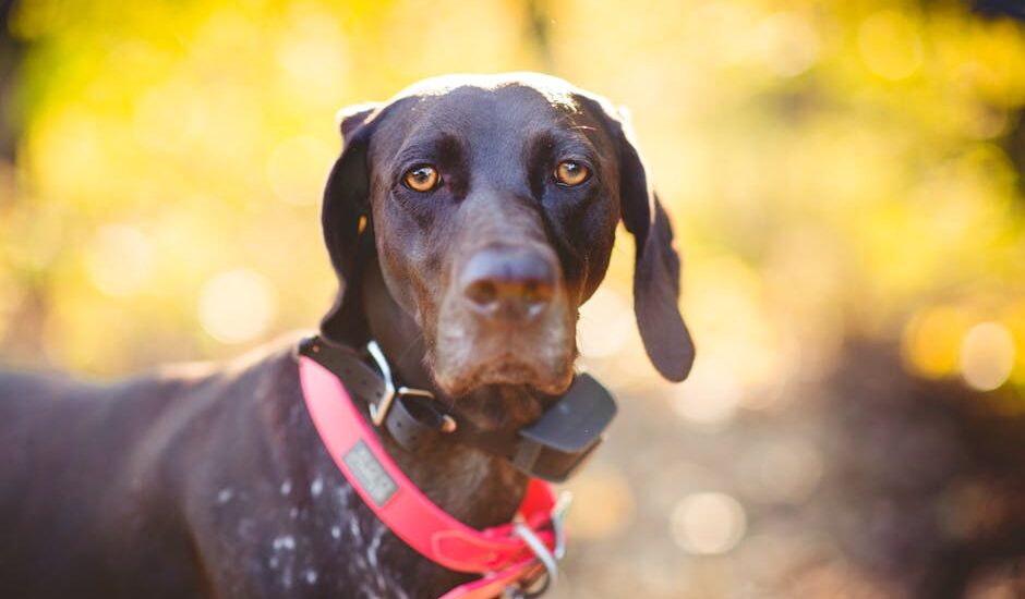 Black pointer dog wearing a pink smart collar with GPS device, illustrating connected pet tech for best smart dog collars article