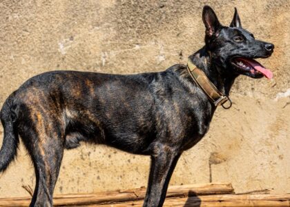 Brindle-coated dog standing outside with a sturdy tactical collar, illustrating strength and durability for tactical dog collar reviews.