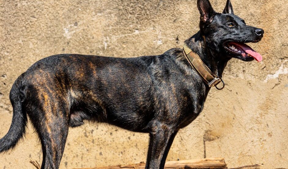 Brindle-coated dog standing outside with a sturdy tactical collar, illustrating strength and durability for tactical dog collar reviews.