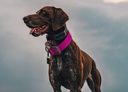 Brown dog with a purple GPS collar stands alert outside, illustrating reliable dog GPS collar use for tracking.