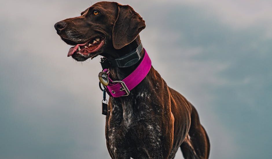 Portrait of a German Shorthaired Pointer with purple collar outdoors under a dramatic sky.