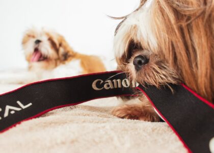 Two small, long-haired dogs on a bed, one chewing a Canon camera strap, illustrating pet camera use at home.