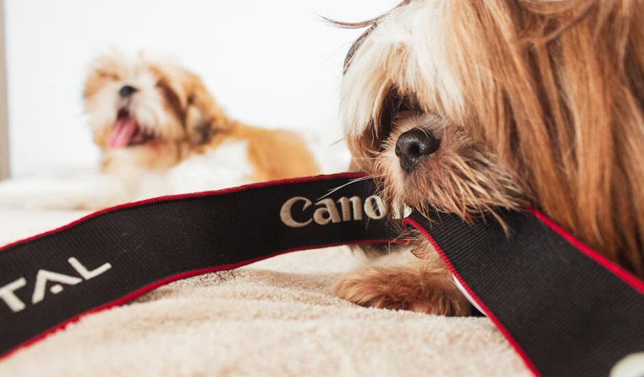 Two small, long-haired dogs on a bed, one chewing a Canon camera strap, illustrating pet camera use at home.