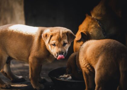 Three brown puppies eat from a bowl, illustrating the wet vs dry dog food debate discussed in the article