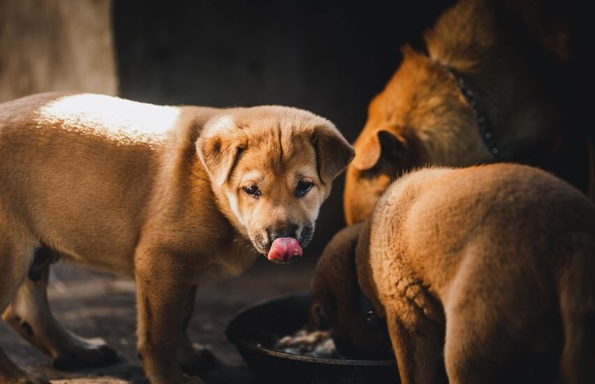 Three brown puppies eat from a bowl, illustrating the wet vs dry dog food debate discussed in the article