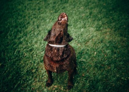 A wet brown dog wearing a white collar sits on grass and barks, illustrating barking behavior for anti-bark device guides.