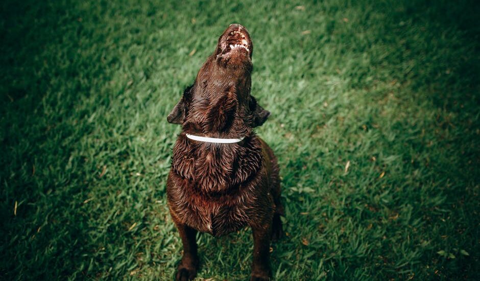 A wet brown dog wearing a white collar sits on grass and barks, illustrating barking behavior for anti-bark device guides.