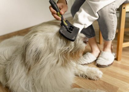 A cozy indoor scene of a person grooming a large fluffy dog using a brush.