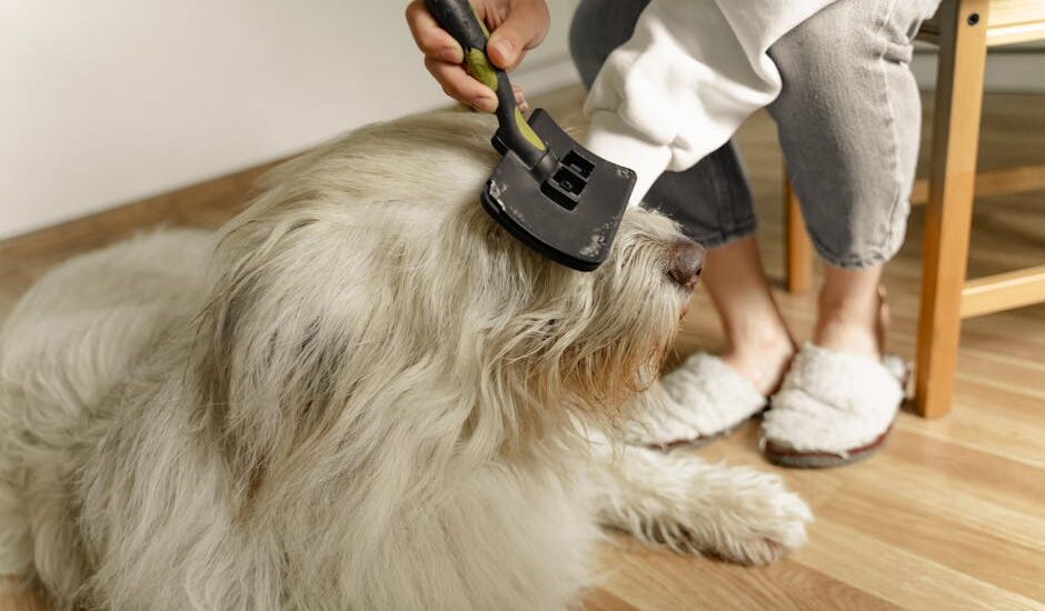 A cozy indoor scene of a person grooming a large fluffy dog using a brush.