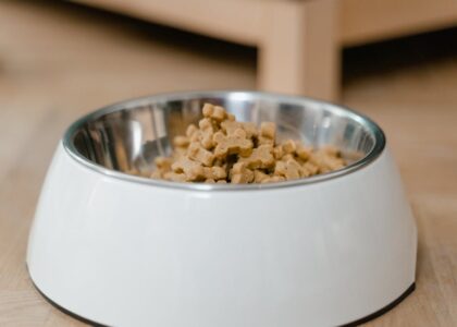 what causes food allergies in dogs — A stainless steel dog bowl filled with dry dog treats on a wooden floor.