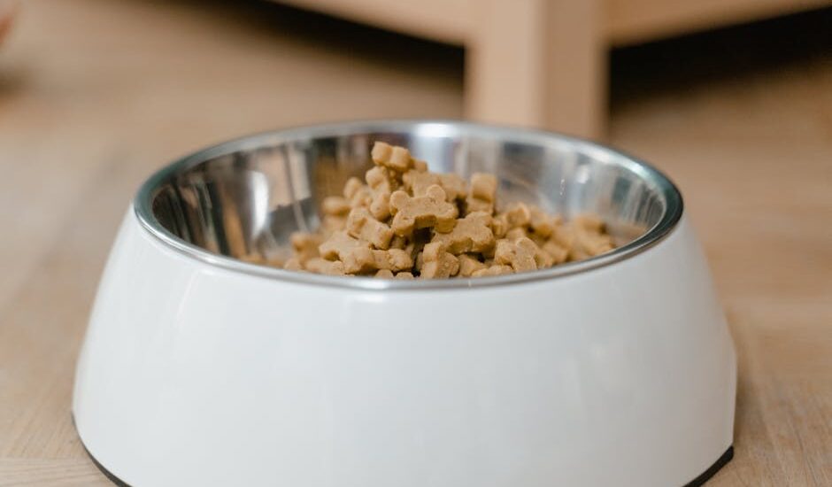 what causes food allergies in dogs — A stainless steel dog bowl filled with dry dog treats on a wooden floor.