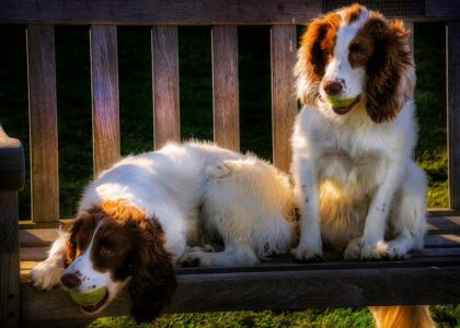 Two cute spaniels sitting on a wooden bench with tennis balls in their mouths outdoors.