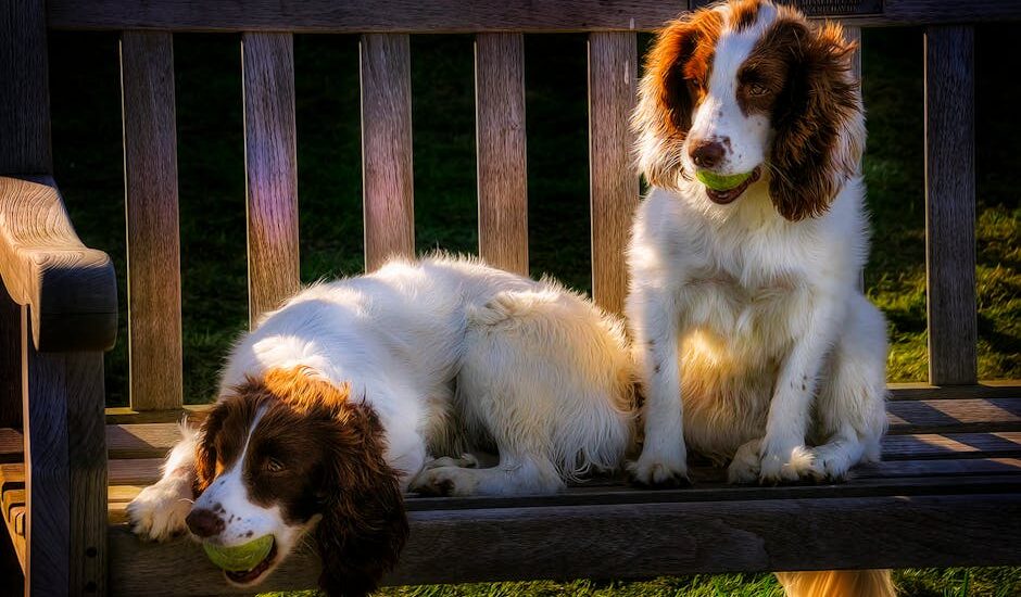 Two cute spaniels sitting on a wooden bench with tennis balls in their mouths outdoors.