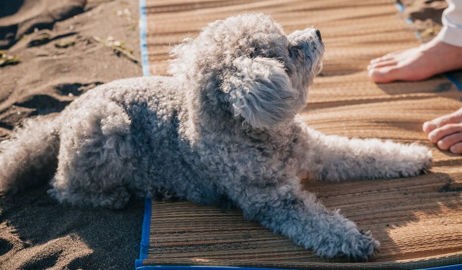 Adorable gray poodle lying on a woven mat on a sandy surface, enjoying a sunny day.