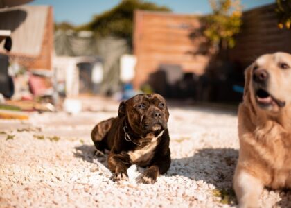 A Staffordshire Bull Terrier and Golden Retriever enjoy the sun in a garden setting.