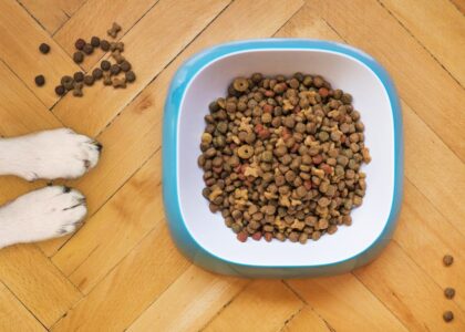 Dog food selection tips illustrated by a blue bowl filled with dry kibble and a dog's paws visible on a wooden floor