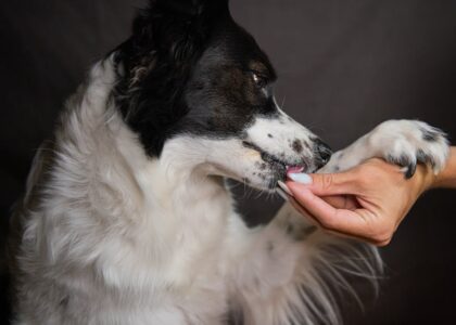 A gentle interaction as a human hand holds a dog's paw, symbolizing trust and friendship.