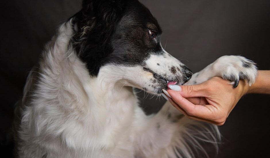 A gentle interaction as a human hand holds a dog's paw, symbolizing trust and friendship.
