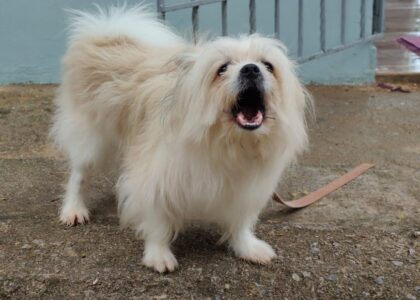 Charming fluffy Pekingese dog barking outside on a paved patio, showcasing its playful nature.