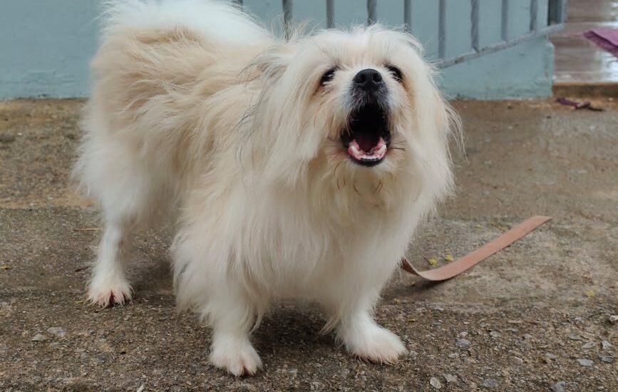 Charming fluffy Pekingese dog barking outside on a paved patio, showcasing its playful nature.