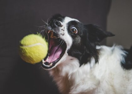 Black and white dog catching a tennis ball in mid-air, illustrating active play for dog ball launcher guide