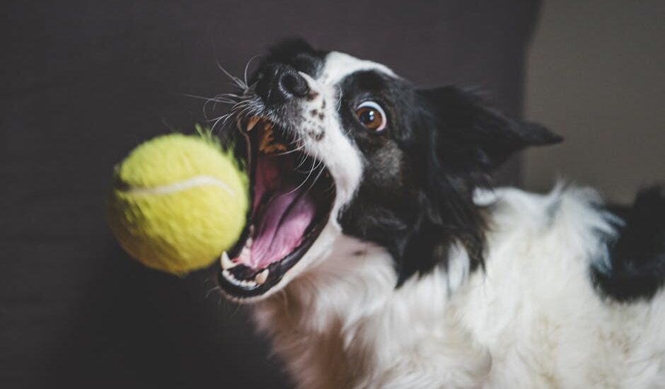 Black and white dog catching a tennis ball in mid-air, illustrating active play for dog ball launcher guide