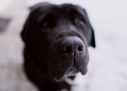 why dry nose dog — Adorable close-up image of a Labrador Retriever's nose, highlighting its texture.