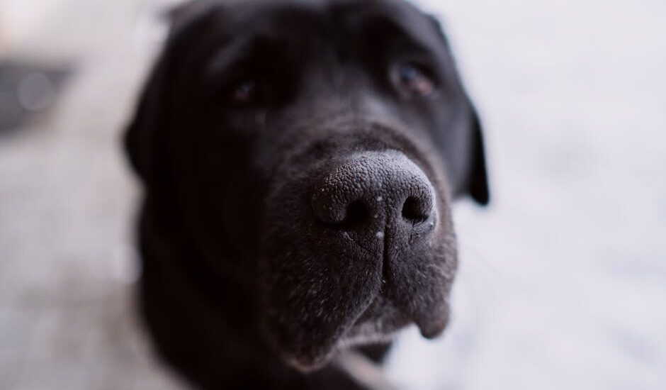 why dry nose dog — Adorable close-up image of a Labrador Retriever's nose, highlighting its texture.