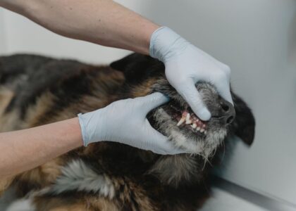 A veterinarian in gloves examines a dog's teeth, illustrating alternatives for dog toothpaste.