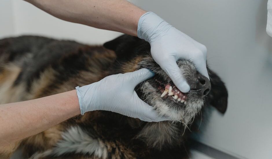 A veterinarian in gloves examines a dog's teeth, illustrating alternatives for dog toothpaste.