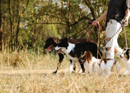 A person walking multiple dogs in a grassy area, highlighting the benefits of daily dog walks.