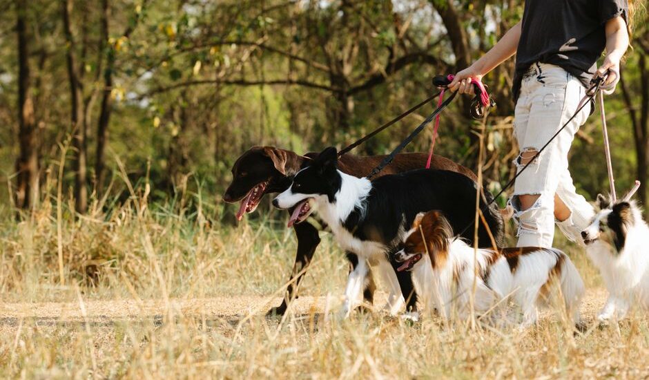 A person walking multiple dogs in a grassy area, highlighting the benefits of daily dog walks.