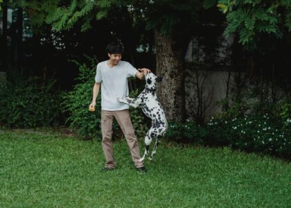 A person interacts with a jumping Dalmatian in a grassy yard, highlighting the joy of playtime, relevant to automatic ball throwers for dogs.