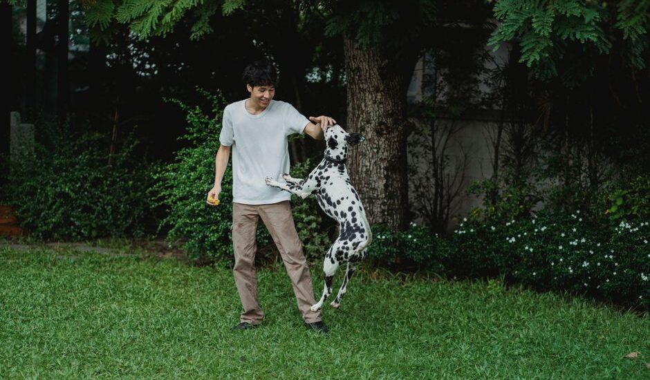 A person interacts with a jumping Dalmatian in a grassy yard, highlighting the joy of playtime, relevant to automatic ball throwers for dogs.