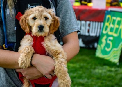 A small dog in a red backpack carrier held by a person, illustrating dog backpack carriers.