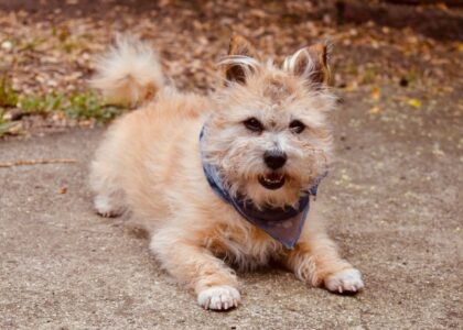 A dog wearing a cooling bandana lies on the ground, showcasing effective heat relief.