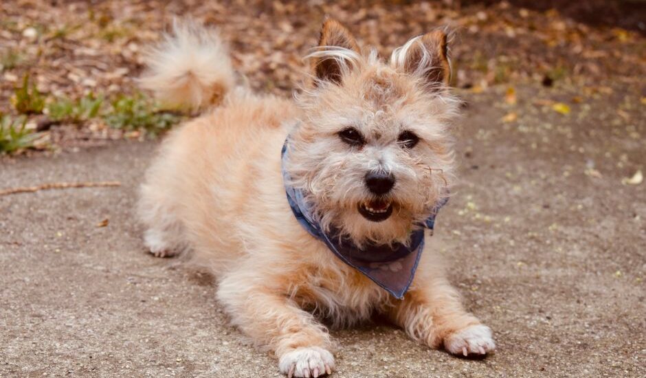 A dog wearing a cooling bandana lies on the ground, showcasing effective heat relief.