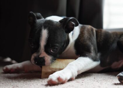 A dog chewing on a dental chew, highlighting effective dental care for dogs.
