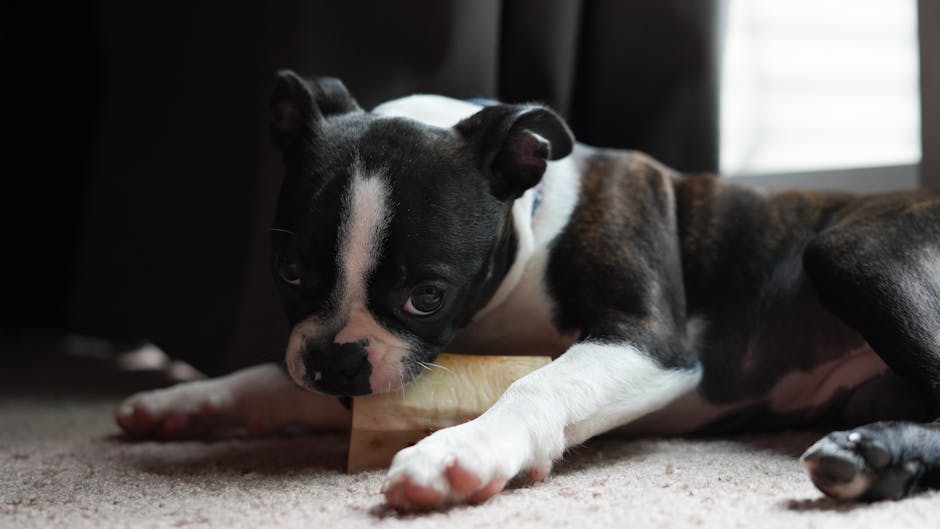 A dog chewing on a dental chew, highlighting effective dental care for dogs.