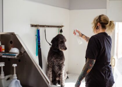 A groomer sprays an odor remover near a dog in a grooming space.