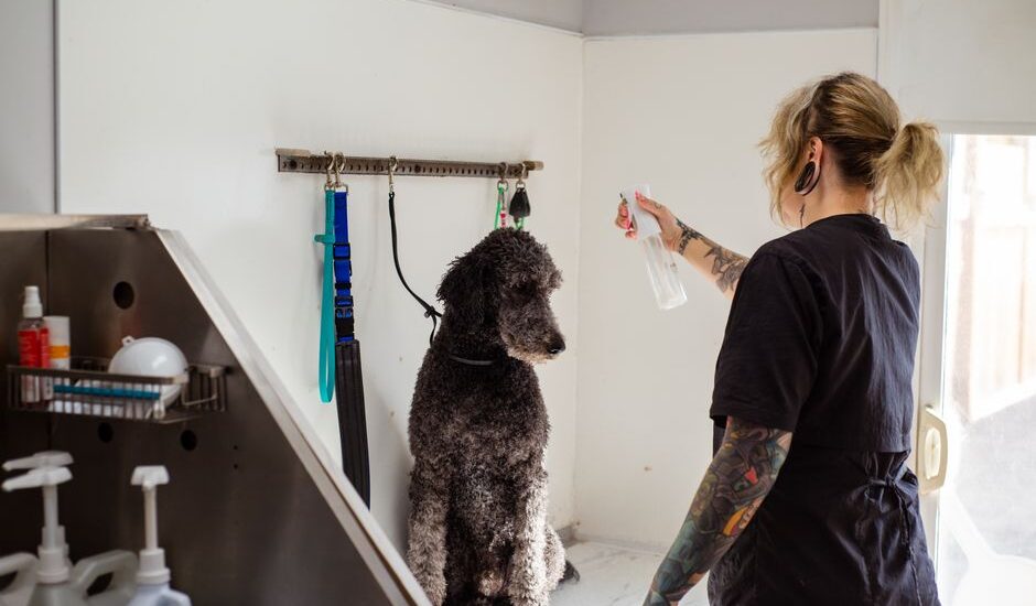 A groomer sprays an odor remover near a dog in a grooming space.