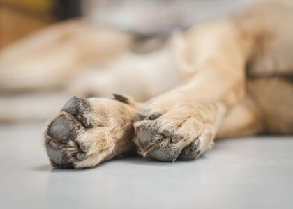 Close-up of a dog's paws, highlighting the need for paw protection wax.