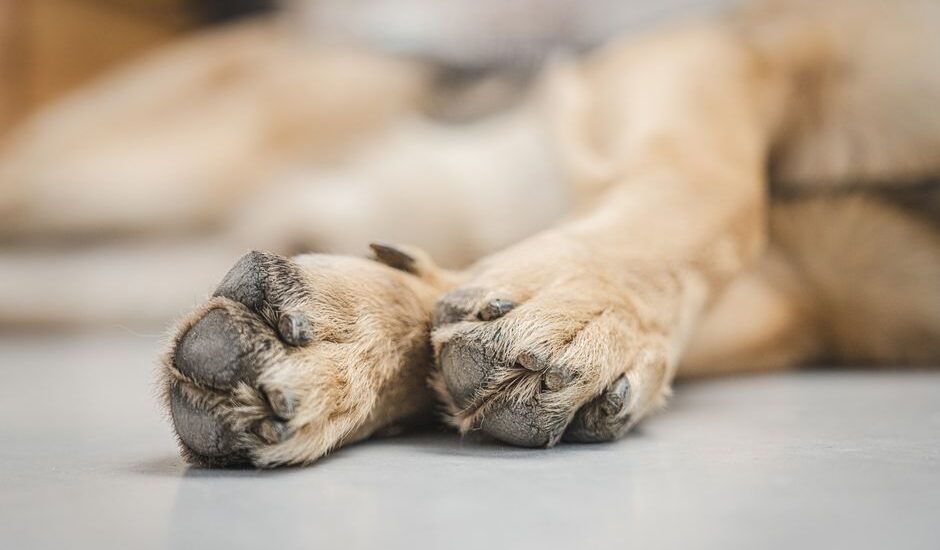 Close-up of a dog's paws, highlighting the need for paw protection wax.