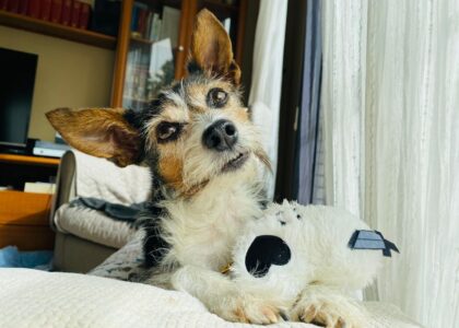 A dog with a plush toy sits near a window, relating to dog pheromone diffusers.