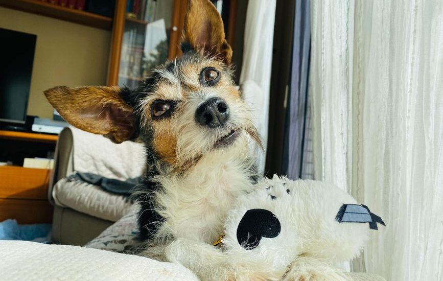 A dog with a plush toy sits near a window, relating to dog pheromone diffusers.