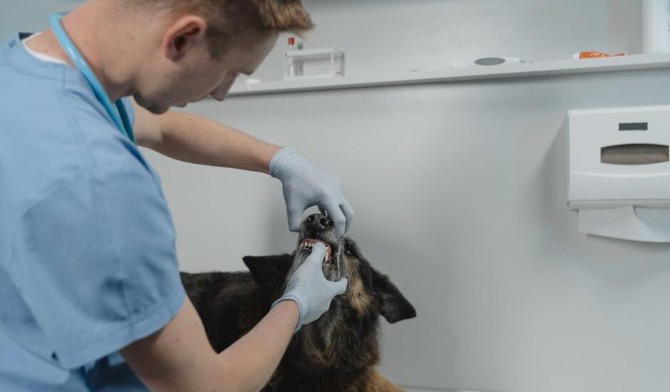 A veterinarian uses dog toothbrush wipes on a dog's teeth in a clinic.