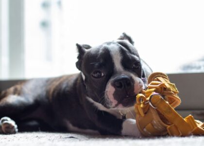 A dog engages with a yellow interactive treat puzzle, highlighting the article on dog treat puzzles.
