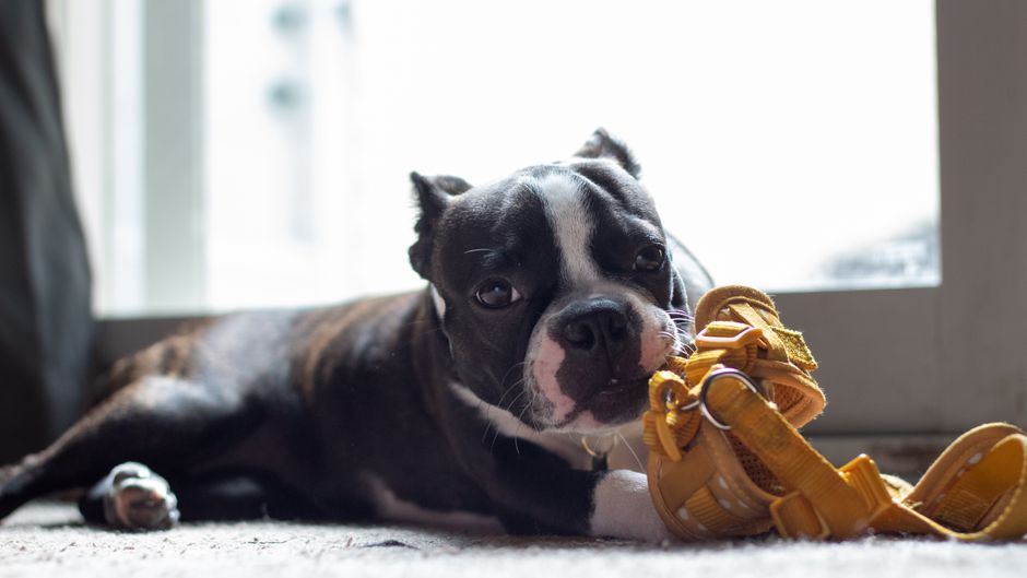 A dog engages with a yellow interactive treat puzzle, highlighting the article on dog treat puzzles.