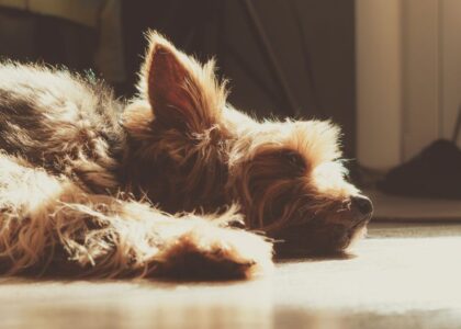 A dog lying in sunlight, illustrating the risk of sunburn for pets.