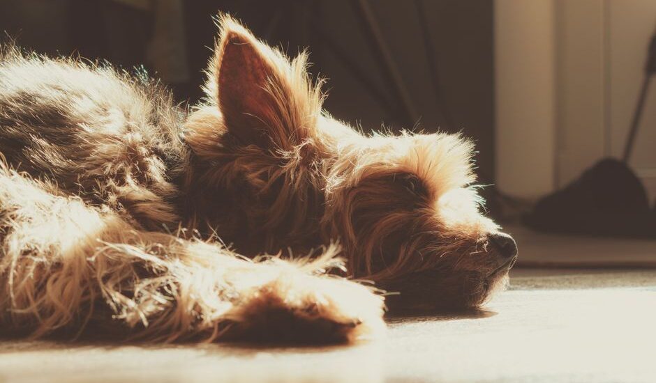 A dog lying in sunlight, illustrating the risk of sunburn for pets.